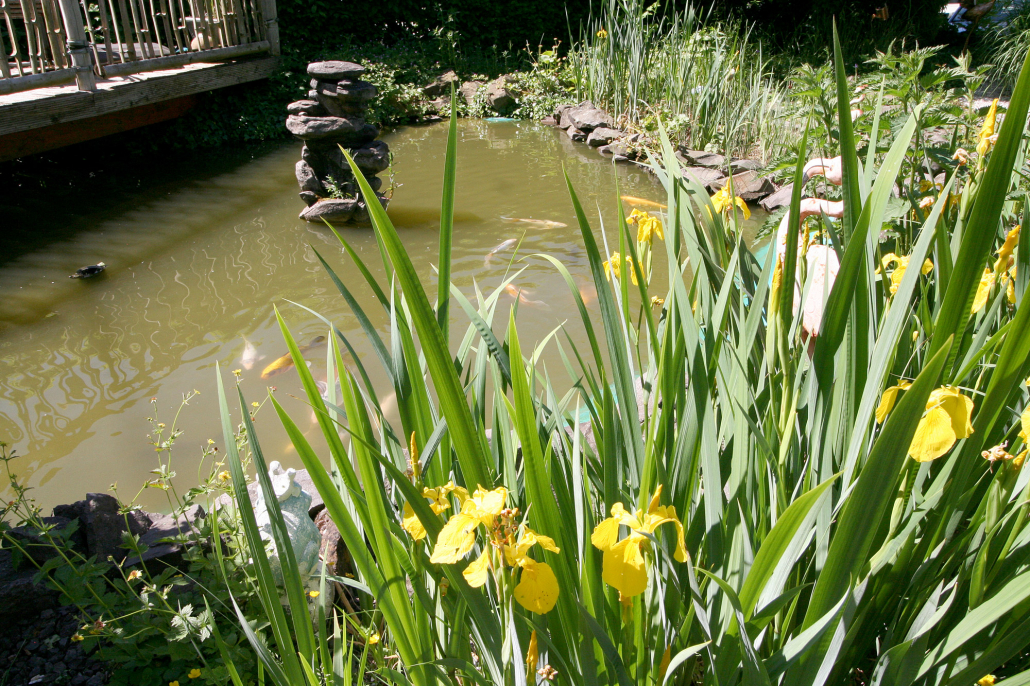 Ferienhaus-Gartenansicht in Wiehl-Bomig bei Gummersbach in NRW Ferienhaus-Gartenansicht in Wiehl-Bomig bei Gummersbach in NRW